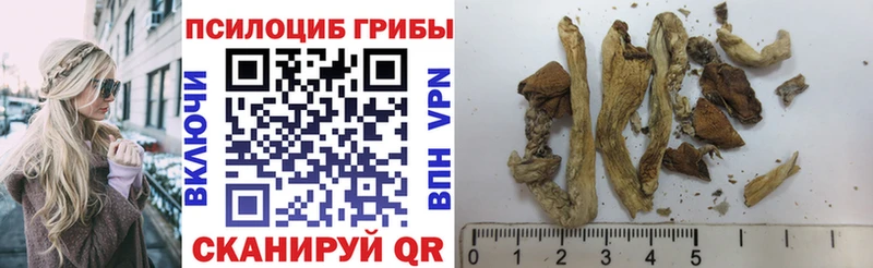 как найти   Дубна  Галлюциногенные грибы Cubensis 